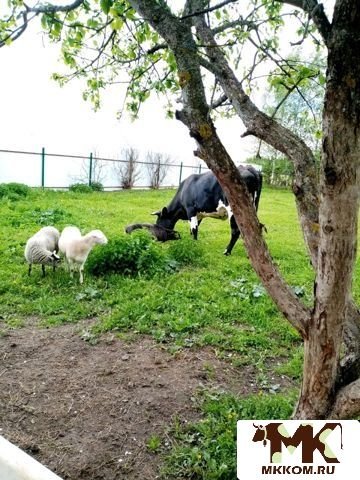 Молочная продукция,   Мясо бройлеров,   перепелов,   яйц