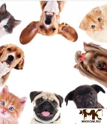 Обрезь,   субпродукты,   мясо рыбу для собак