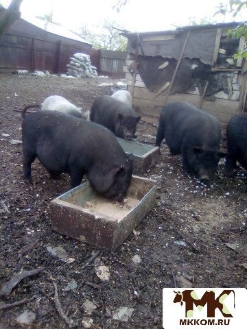 Вьетнамские поросята на мясо. Поросята 2.5 месяца
