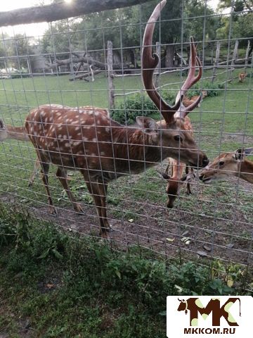 Продам домашнее мясо,   овощи и другие продукты
