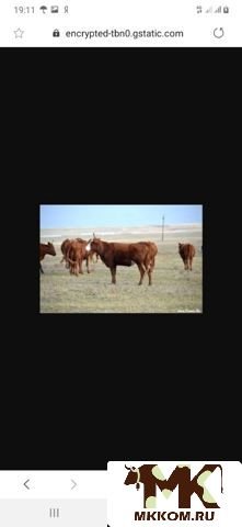 Тлочки 2 и 1,  5 летки на мясо. и 2 бычка подсоски