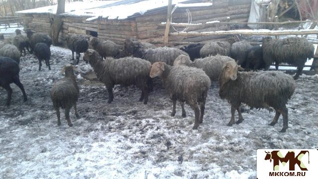 Бараны на мясо в Саратовской области | Частные объявления