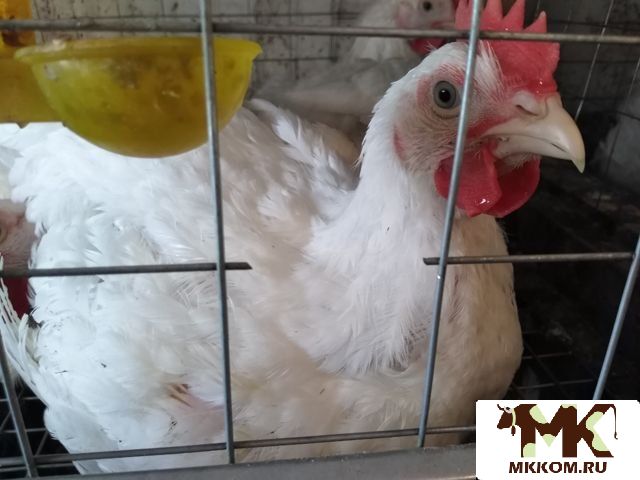 Куры бройли на мясо,  живым весом