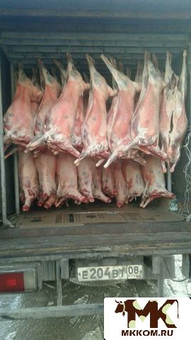 Тушевоз.Рефрежиратор. Грузоперевозки мясо по рк и