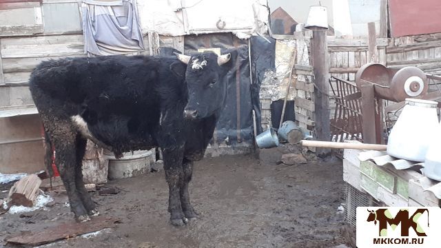 Купить Быка В Челябинской Области