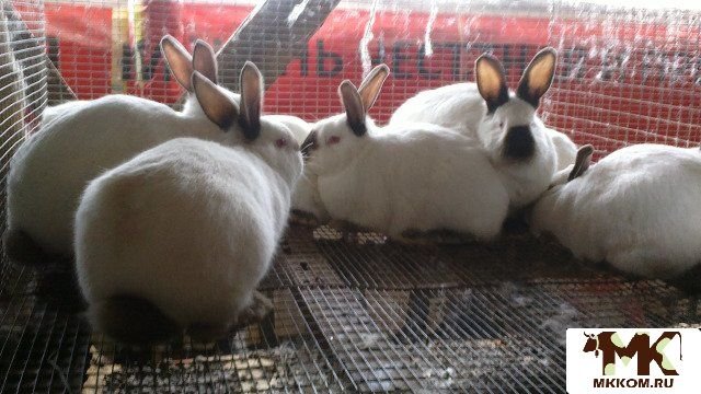 Калифорнийские Кролики Купить В Нижегородской Области Починки
