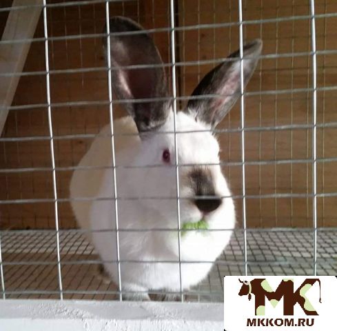 Калифорнийские Кролики Купить В Нижегородской Области Починки