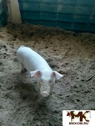 Продаю поросят,     мясо,     покопчу продукты