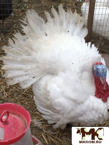 Мясо индейки домашнее без гормонов и химии