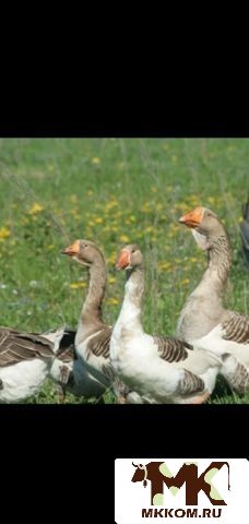 Гуси. мясо и суппродукты на заказ. возможна достав