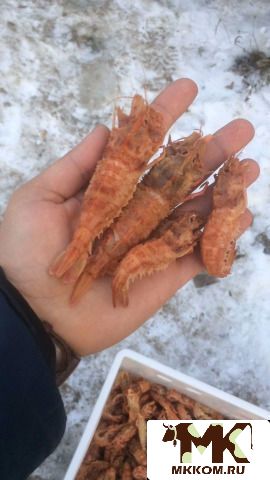 Морепродукты, малюски, мясо краба, фаланга, краб