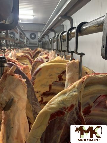 Мясо говядины корова охл 1 категория