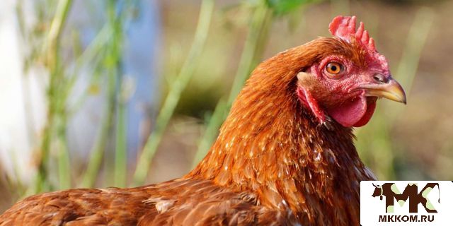 Продукты питания. Мясо кур. Яйца. Мед с пасеки