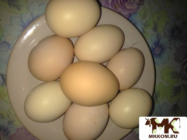 Яйцо куриное, мясо цыплят бройлеров