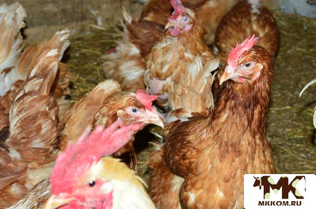 Свежее органическое мясо и молочные продукты Халял