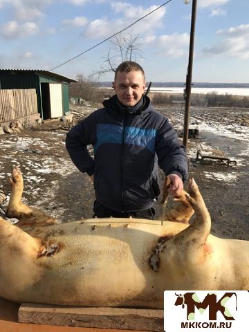 Мясо домашней свинины и солёное сало