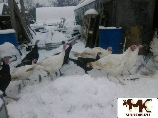 Мясо индейки домашнее. (Сухой ощип )