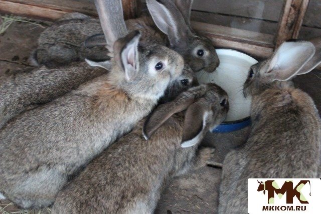 Авито давлеканово животные. Новозеландская белая. Сауна давлеканово. Дома давлеканово. Давлеканово улица заводская.