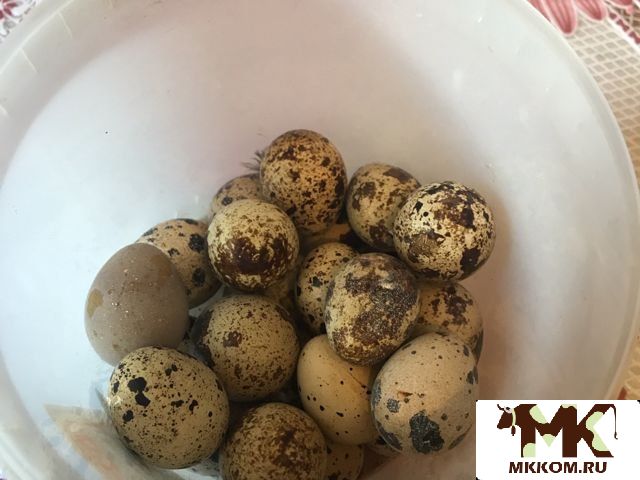 Продукты питания- яйца мясо птицы(перепелки)