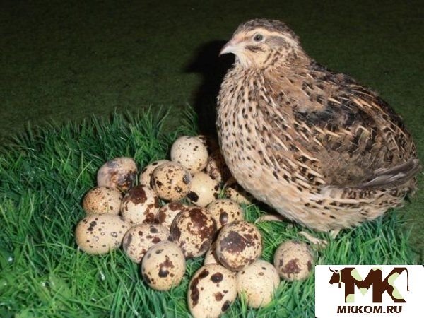 Яйцо,  мясо,  обмен на овощи и др. сельхозпродукцию