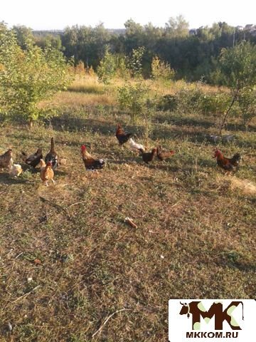 Частное Фото Белгородская Область