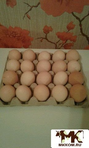 Куплю инкубационное яйцо воронеж. Инкубационное яйцо Московской черной. Курица Юбилейная яйцо. Яйцо инкубационное Кучинских пород вволоколамске. Цвет яйца у породы Кучинская.