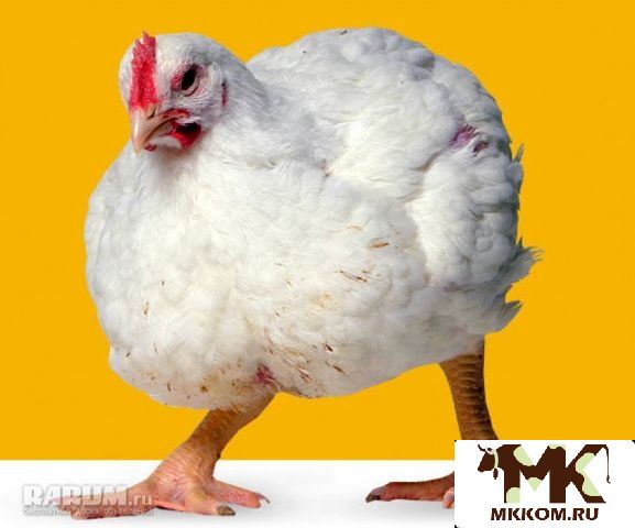 Мясо домашней птицы