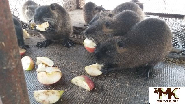 Купить Мясо Нутрии В Краснодарском Крае