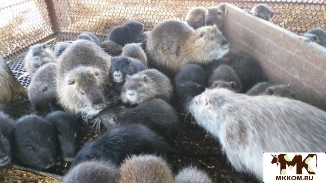 Купить Мясо Нутрии В Краснодарском Крае
