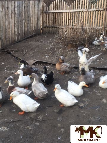 Продам птицу разных пород как на Мясо так и на раз