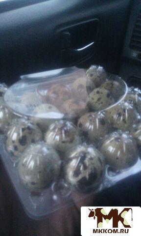 Крестьянские продукты перепелиное мясо,     яйцо с док