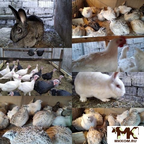 Мясо бройлера,   индейки и кролика