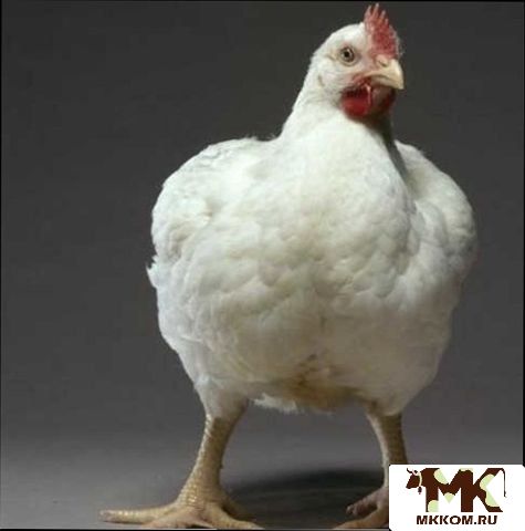 Бройлер на мясо от 1 до 4 кг. Куры и др. птица
